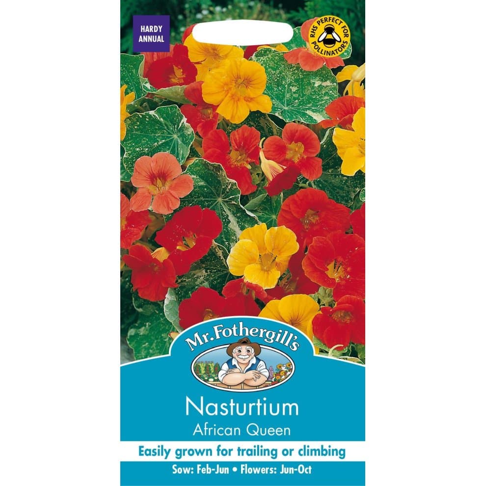 Nasturtium African Queen