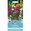 Mr.Fothergill's Sweet Pea Patio Mixed Flower Seeds