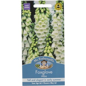 Mr.Fothergill's Foxglove Alba