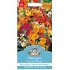 Mr.Fothergill's Nemesia Carnival Mixed Flower Seeds