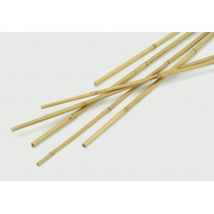 Apollo Bamboo Canes Pack 10